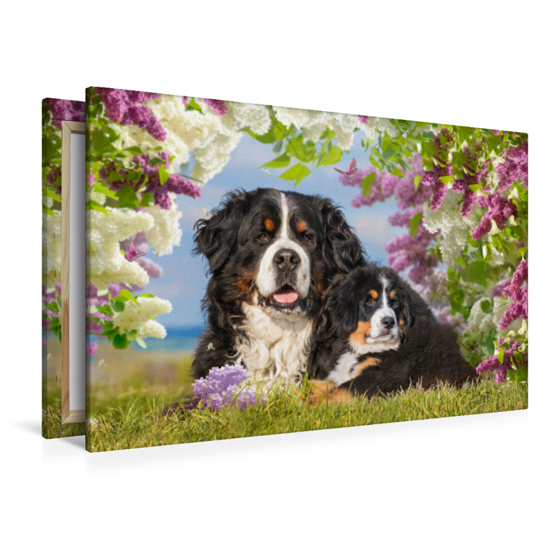 Ein Motiv aus dem Kalender Berner Sennenhunde - Träumereien