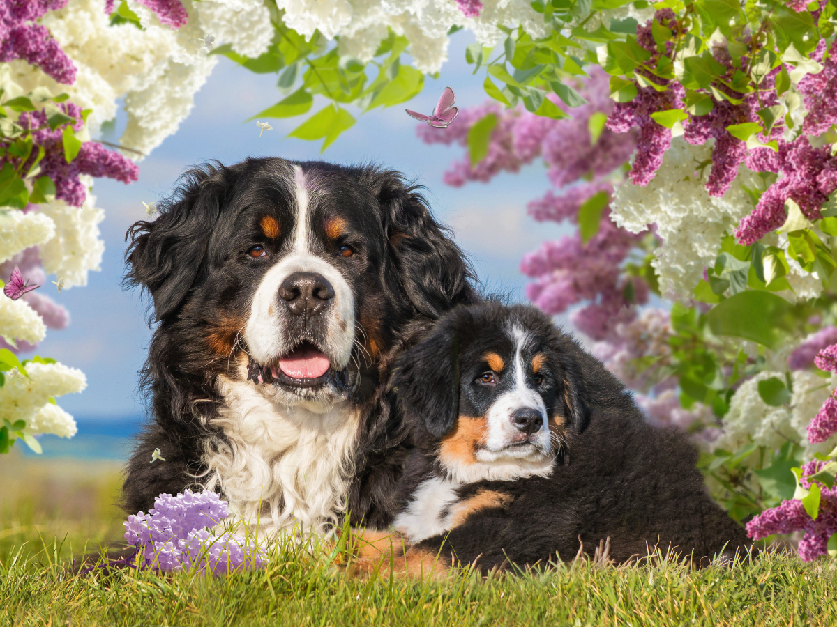 Ein Motiv aus dem Kalender Berner Sennenhunde - Träumereien