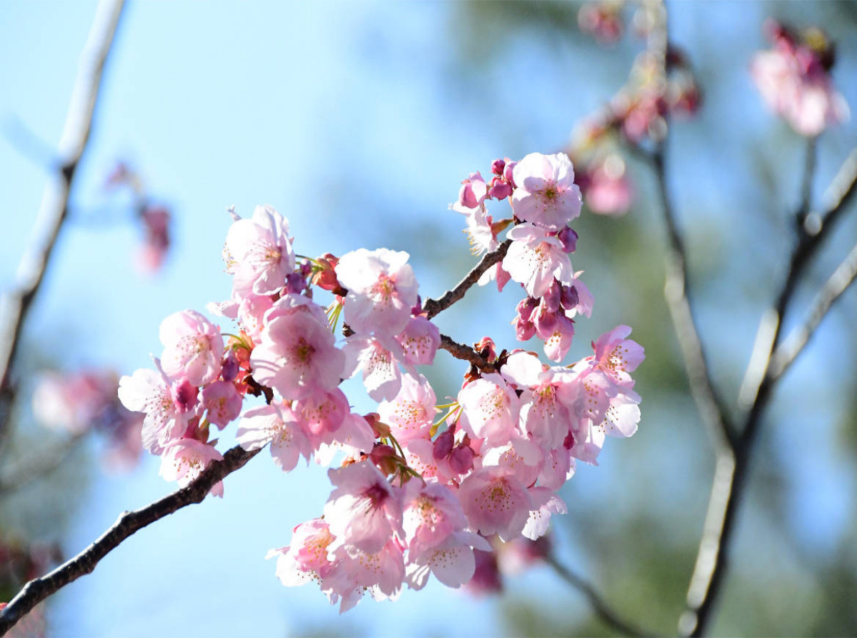 Ein Motiv aus dem Kalender Die Kirschblüte in Japan