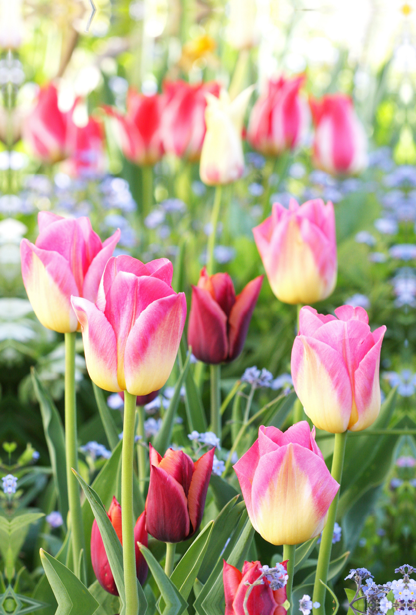 Bunte Tulpen mit Vergissmeinnicht