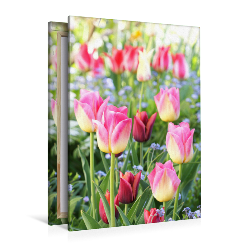 Bunte Tulpen mit Vergissmeinnicht