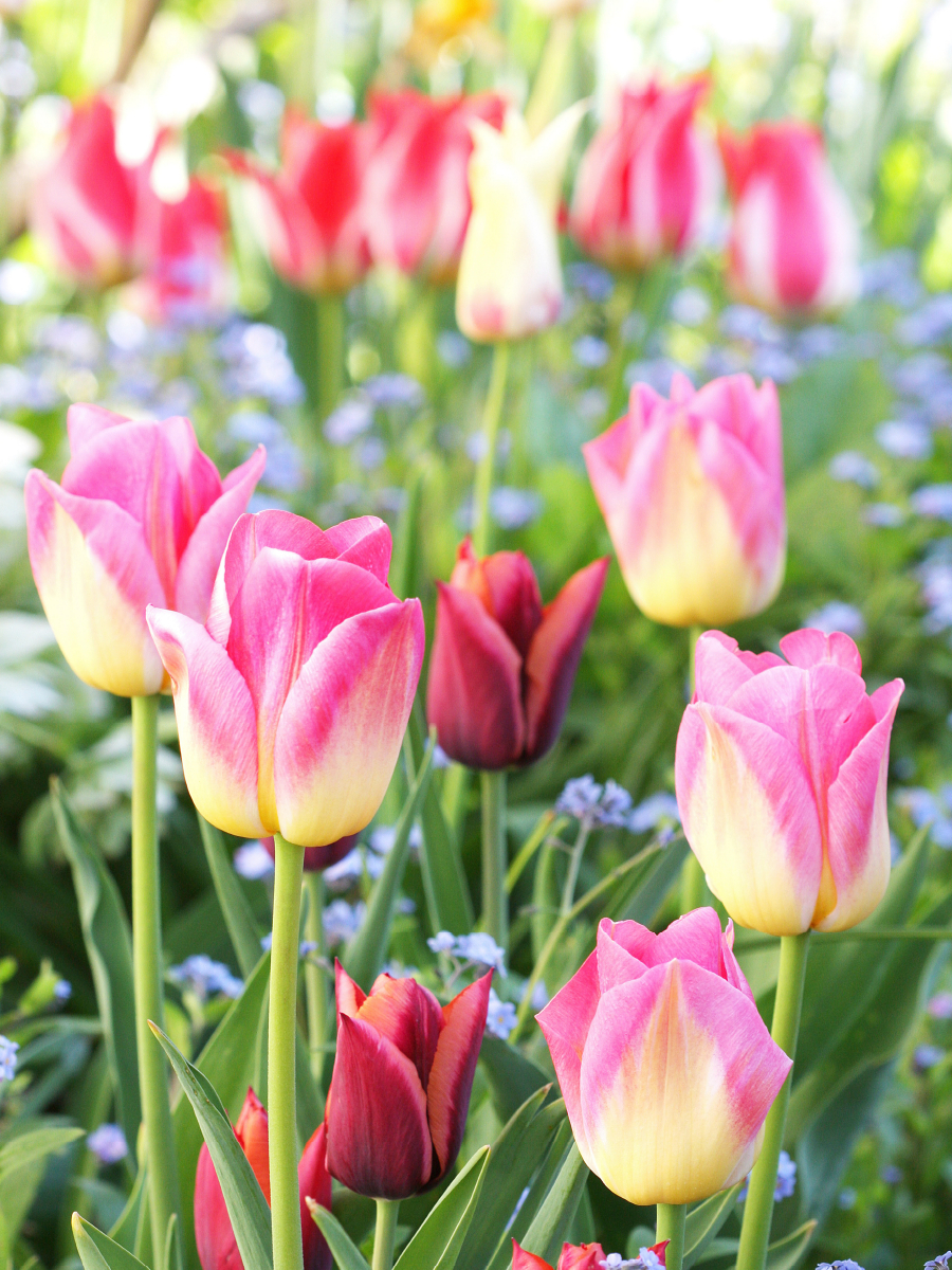 Bunte Tulpen mit Vergissmeinnicht