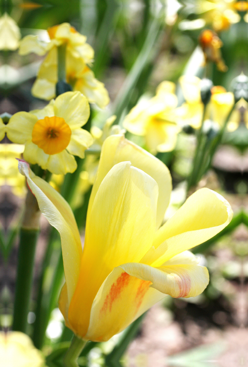 Zartgelbe Tulpe mit Narzissen