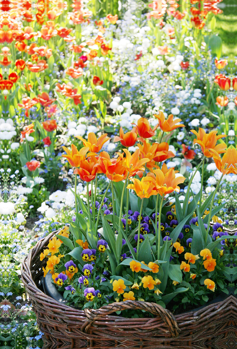 Orange Tulpen im Weidenkorb umgeben von Hornveilchen