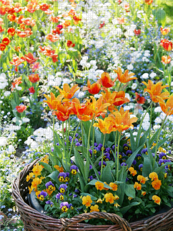 Orange Tulpen im Weidenkorb umgeben von Hornveilchen