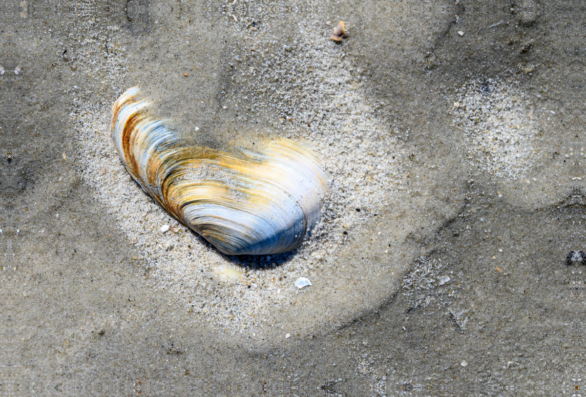 Grandioses Farbspiel einer Muschel am Strand