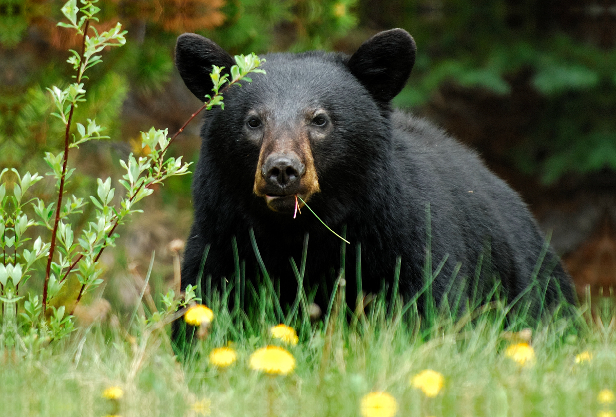 Schwarzbär am Yellowhead Highway