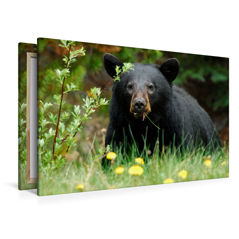 Schwarzbär am Yellowhead Highway
