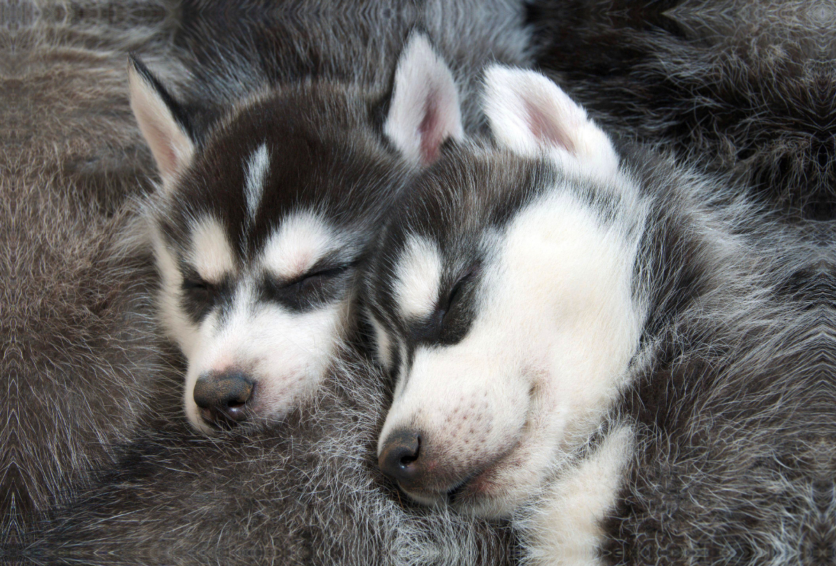 Sibirische Husky Welpen schlafen und träumen von Abenteuern im Schnee