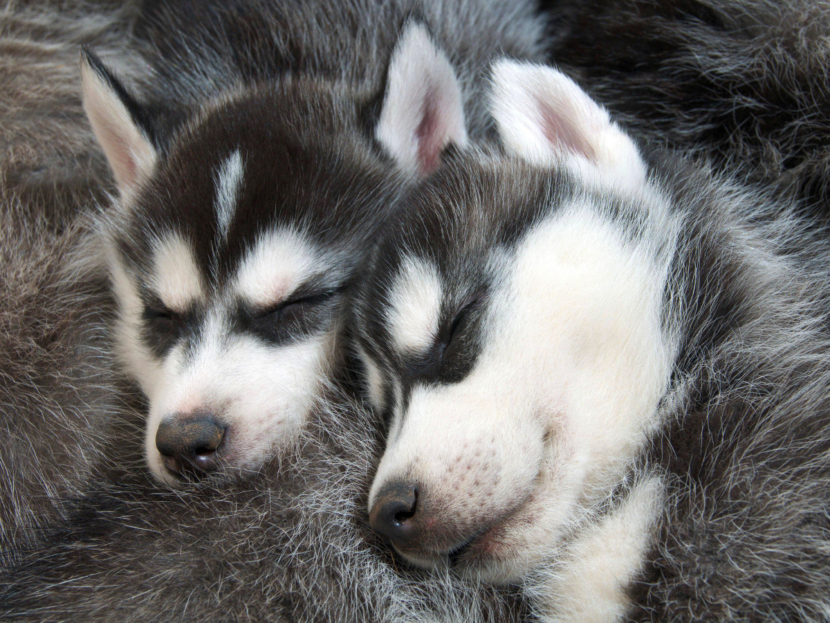 Sibirische Husky Welpen schlafen und träumen von Abenteuern im Schnee