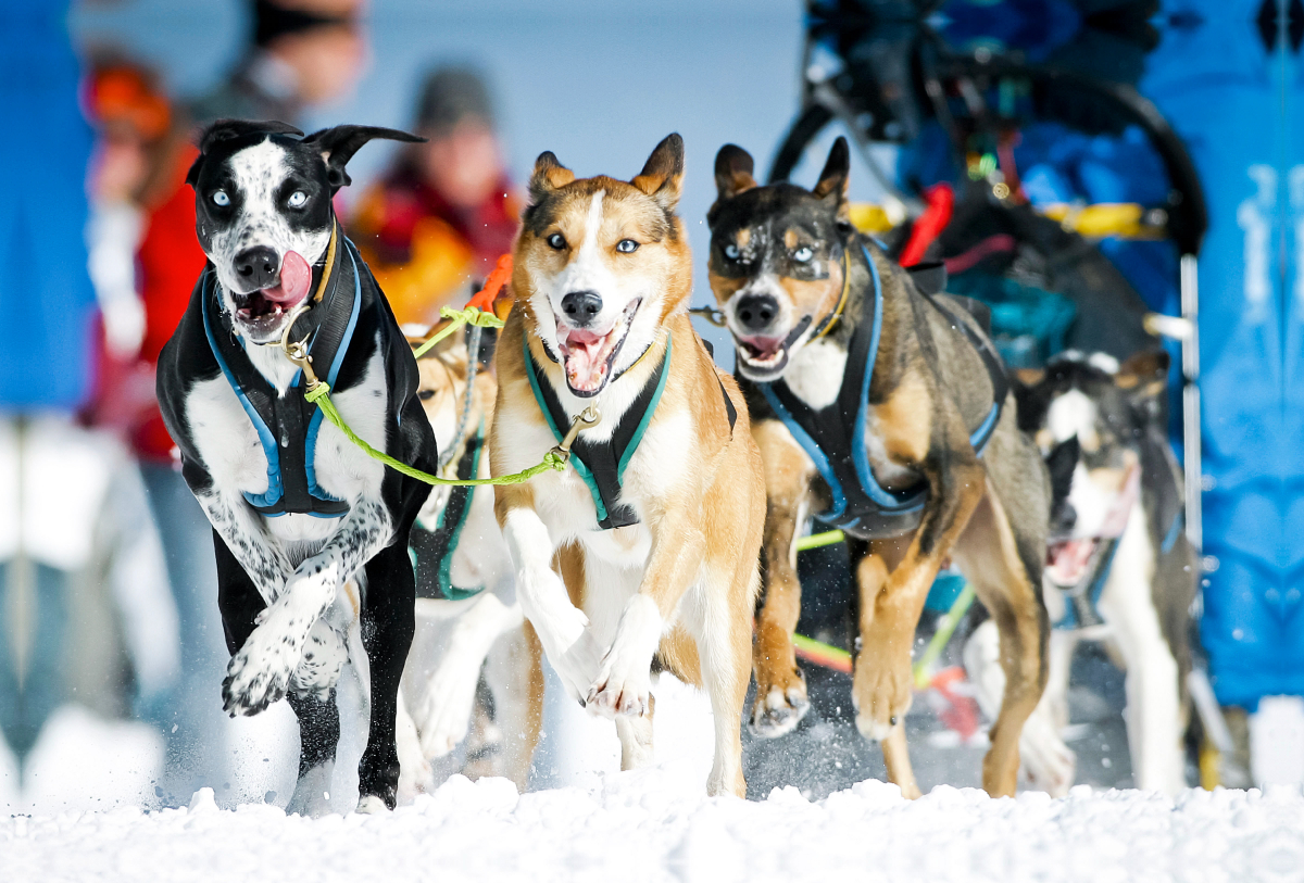 Ein Schlittenhunde-Gespann voller Begeisterung beim Rennen