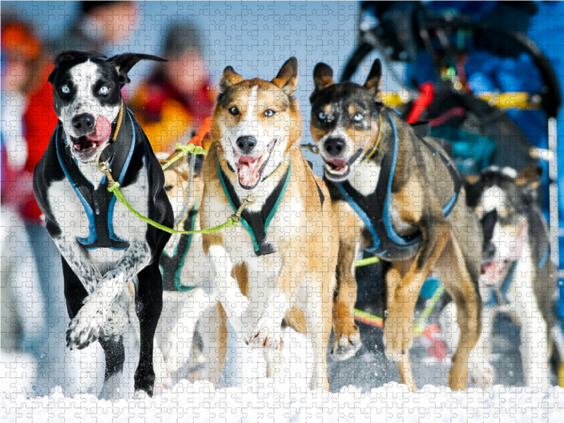 Ein Schlittenhunde-Gespann voller Begeisterung beim Rennen