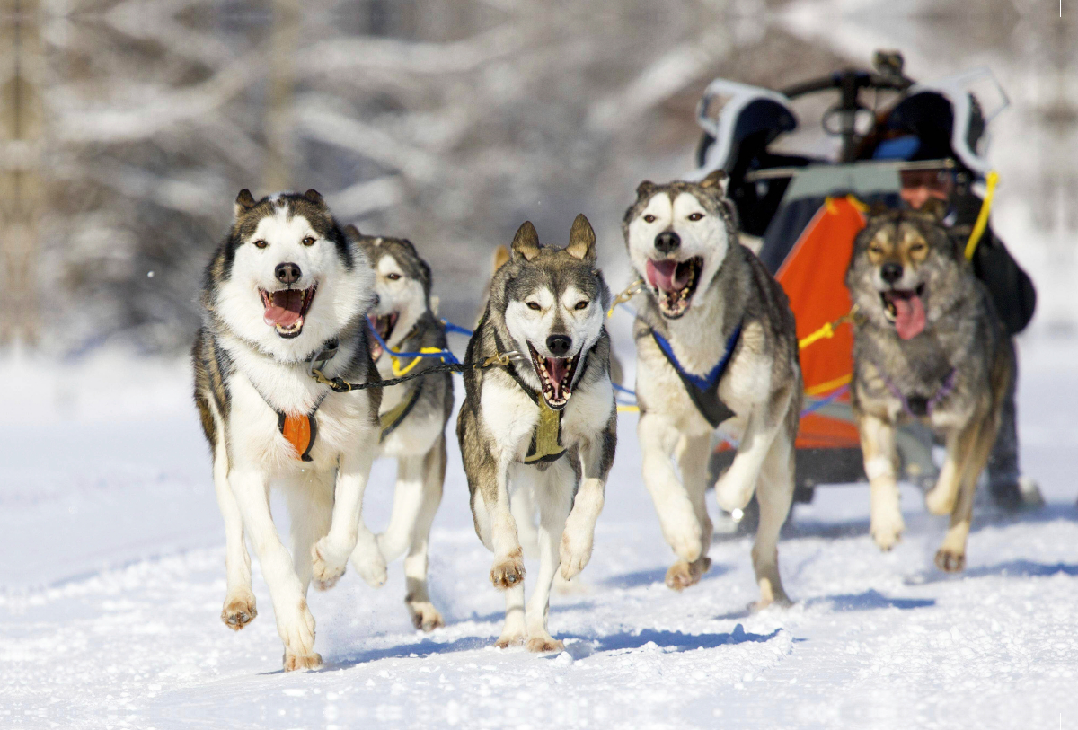 Der Musher duckt sich in seinen Schlitten um die Last für seine Hunde zu verringern