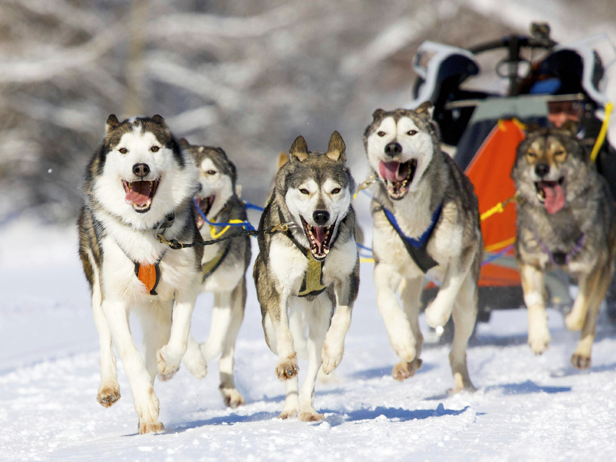 Der Musher duckt sich in seinen Schlitten um die Last für seine Hunde zu verringern