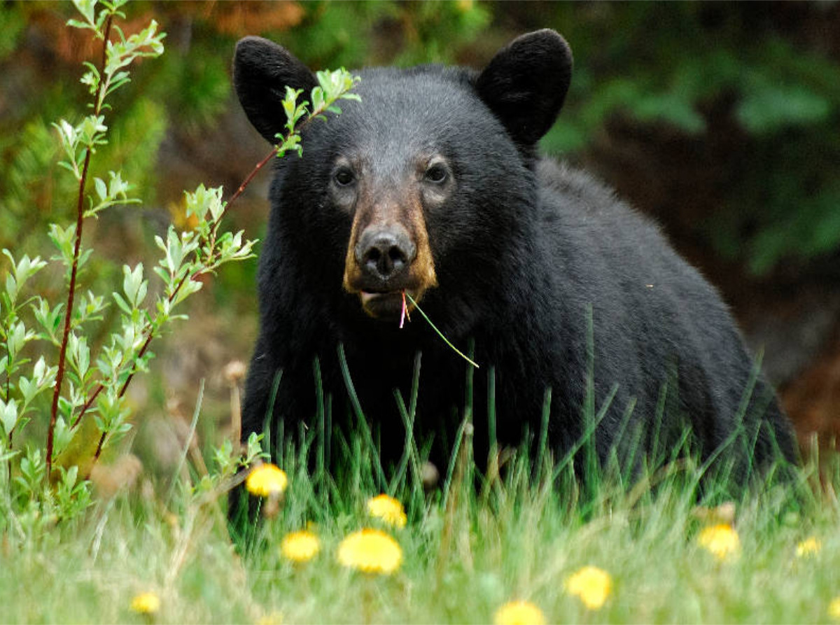 Schwarzbär am Yellowhead Highway