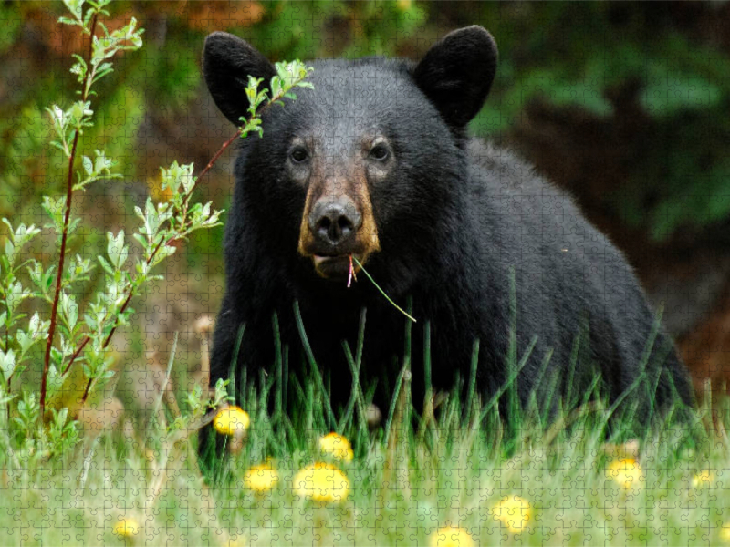 Schwarzbär am Yellowhead Highway