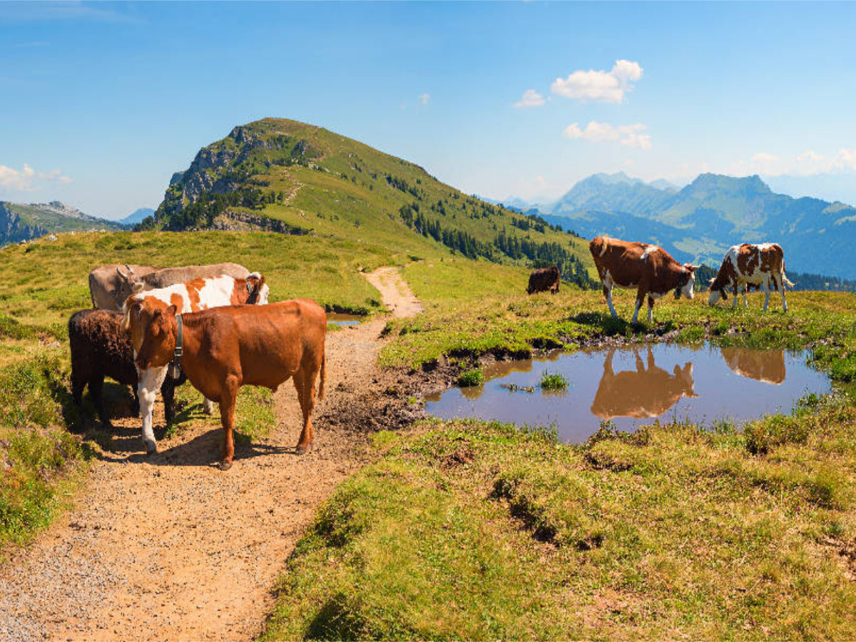 Wanderweg am Niederhorn in den Schweizer Alpen