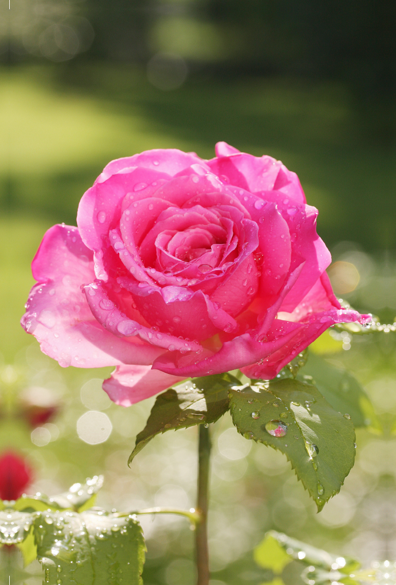 Rose 'Duftrausch' nach dem Regen