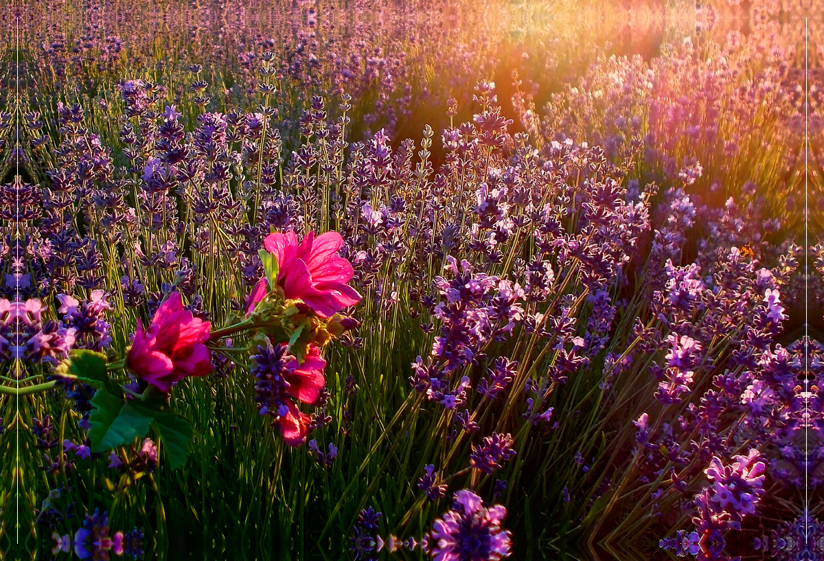 Ein Motiv aus dem Kalender Traum-Ziele - Lavendel der Provence, Frankreich