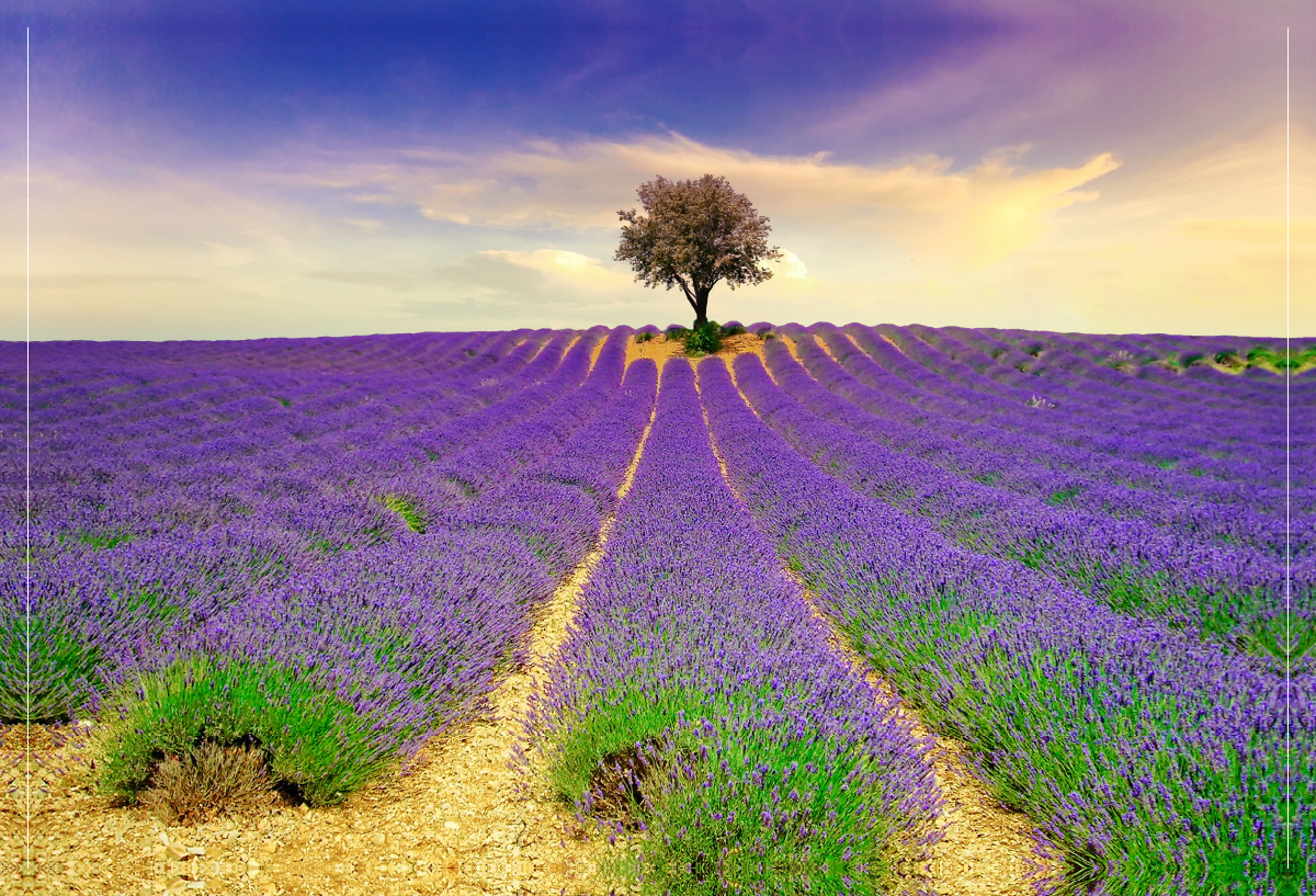 Ein Motiv aus dem Kalender Traum-Ziele - Lavendel der Provence, Frankreich