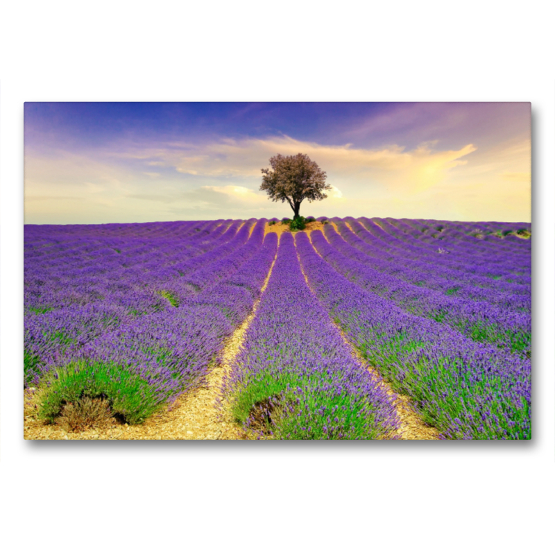 Ein Motiv aus dem Kalender Traum-Ziele - Lavendel der Provence, Frankreich