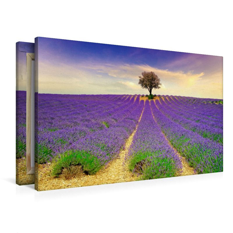 Ein Motiv aus dem Kalender Traum-Ziele - Lavendel der Provence, Frankreich