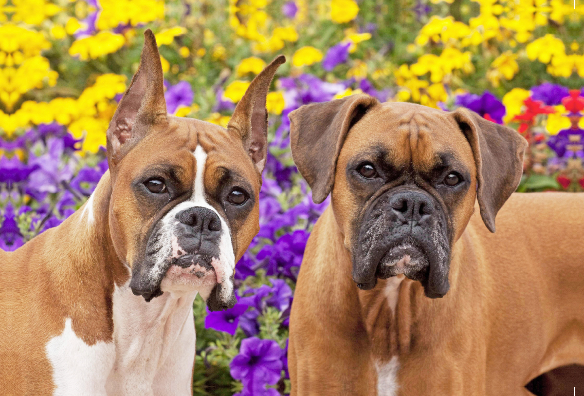 Zwei Hunde der Rasse Boxer schauen aufmerksam.