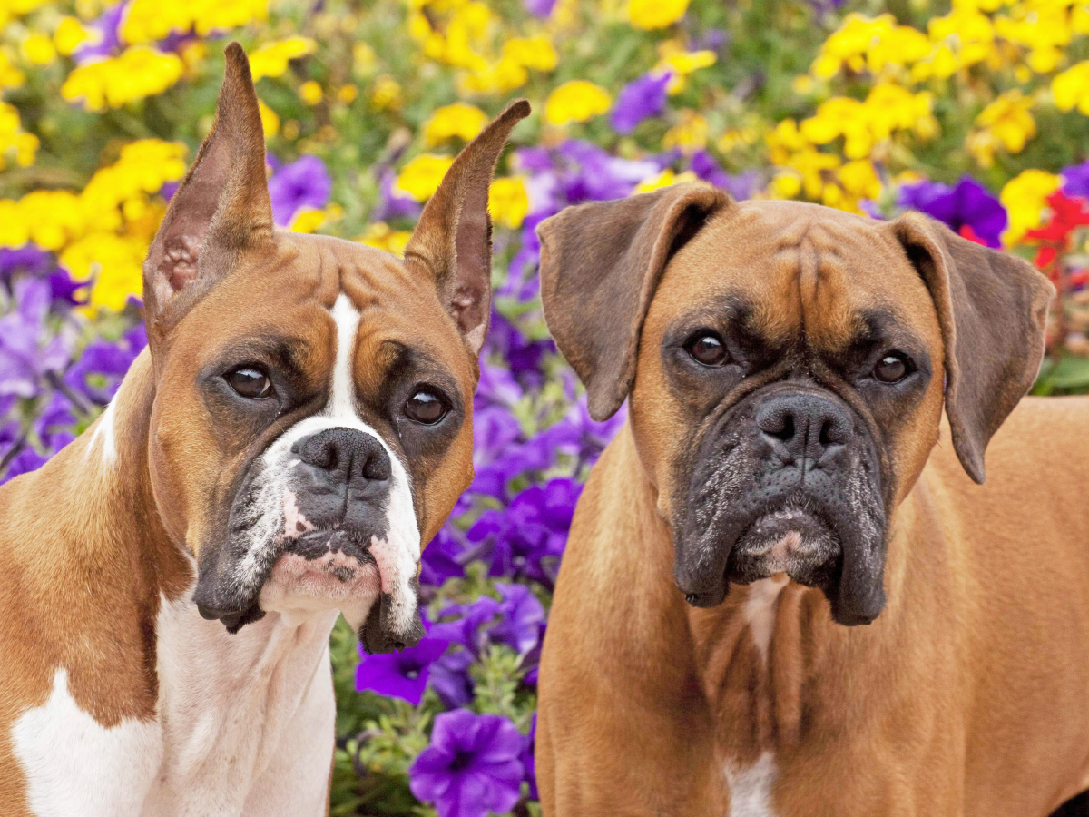 Zwei Hunde der Rasse Boxer schauen aufmerksam.