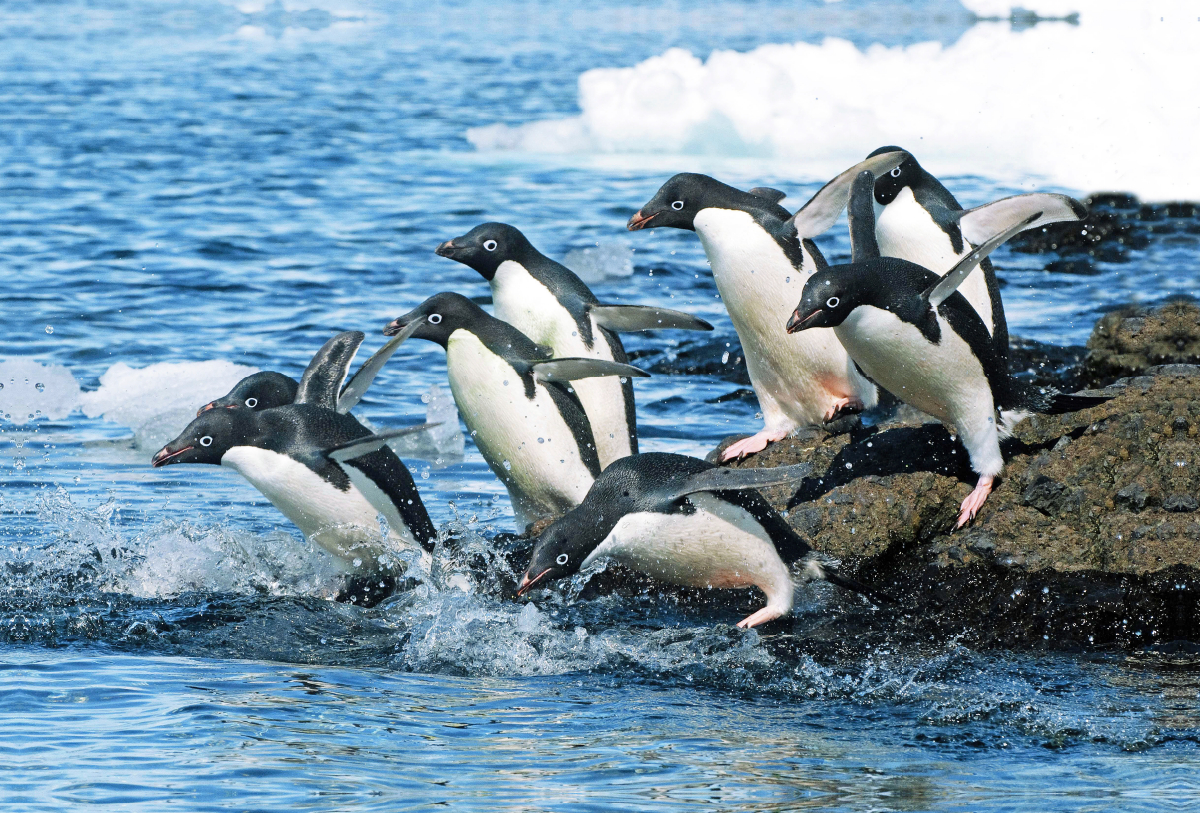 Adelie Pinguine auf dem Sprung zu den Fischgründen.