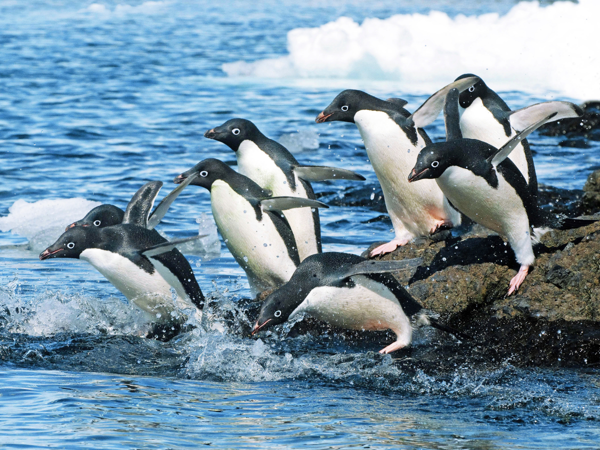 Adelie Pinguine auf dem Sprung zu den Fischgründen.