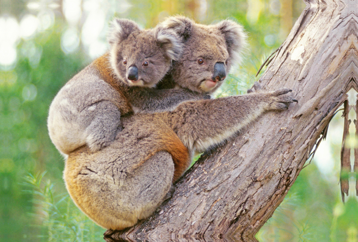 Koala-Mutter klettert mit Jungtier auf dem Rücken