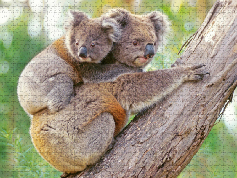 Koala-Mutter klettert mit Jungtier auf dem Rücken