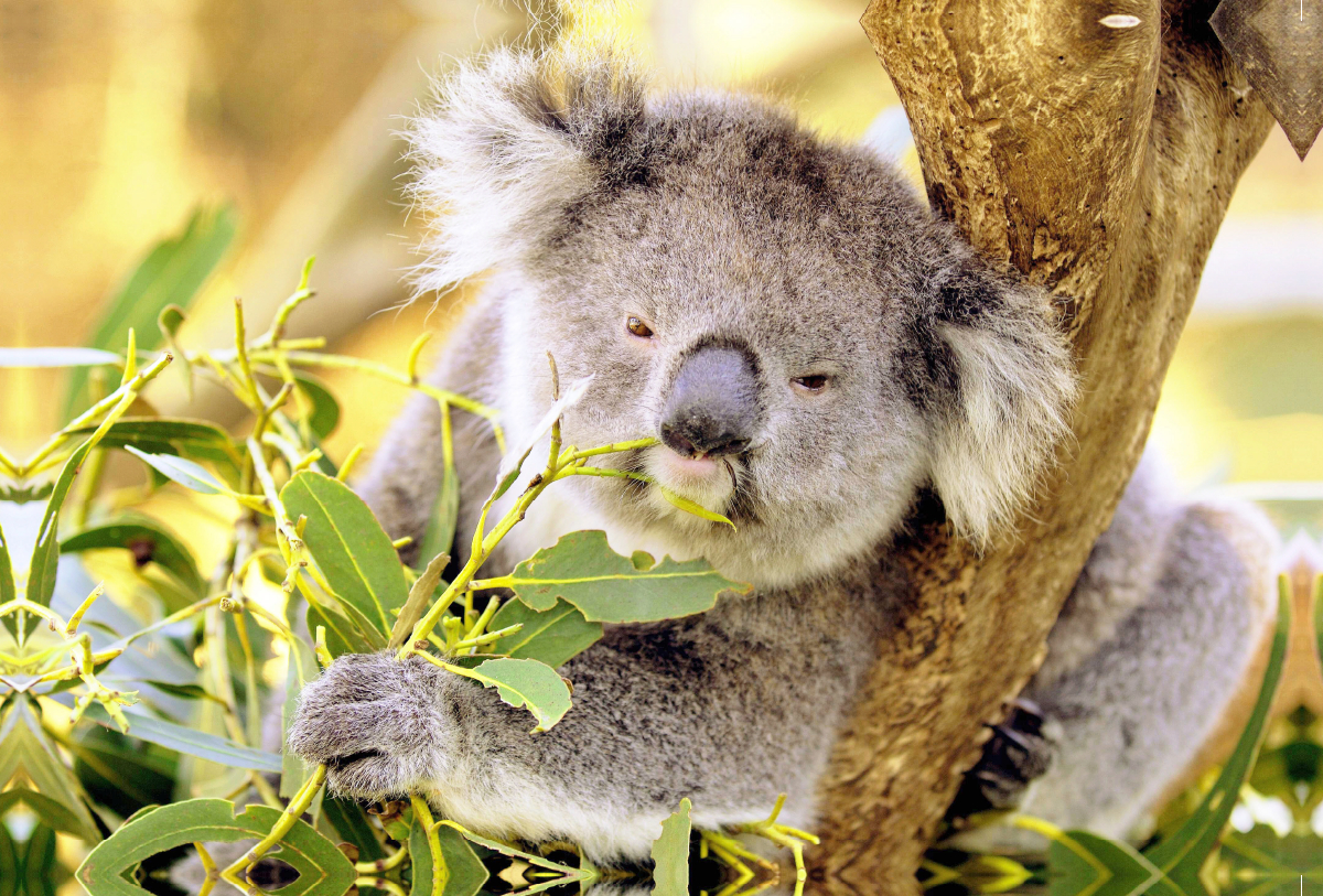 Koala kaut genüßlich auf einem Blatt