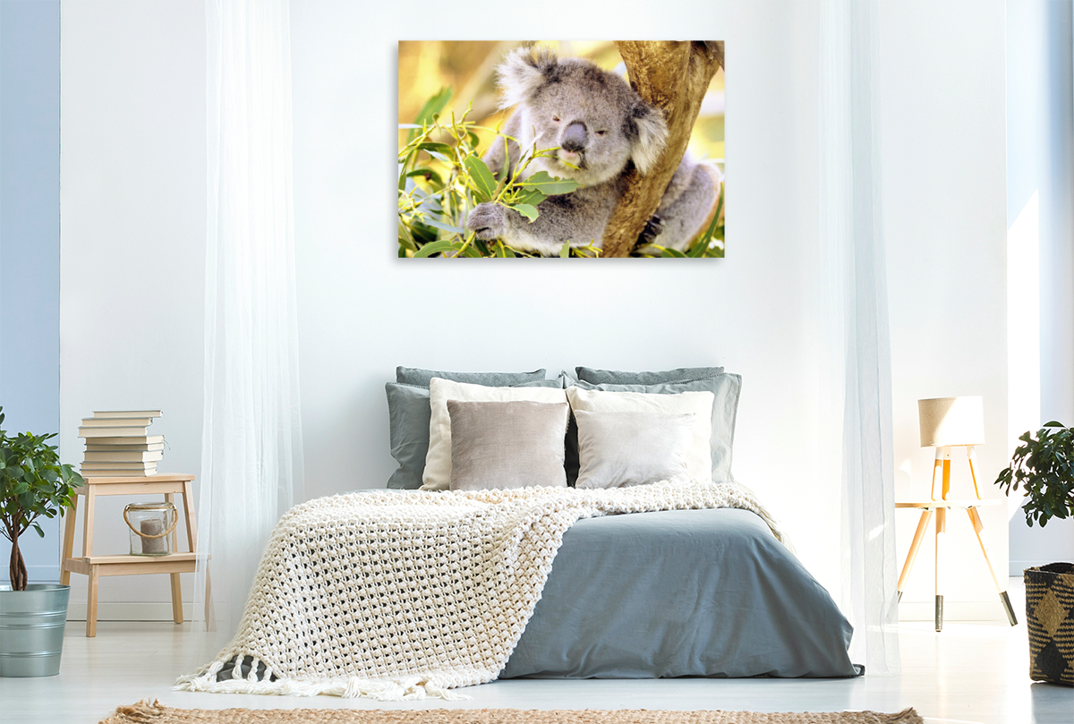 Koala kaut genüßlich auf einem Blatt