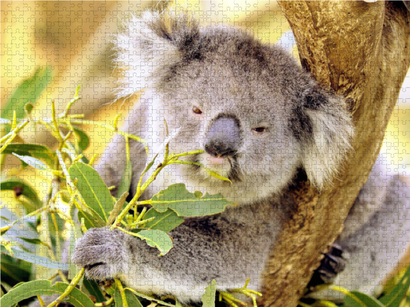 Koala kaut genüßlich auf einem Blatt