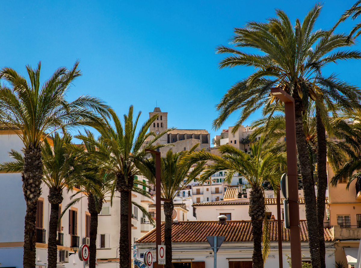 Palmen vor der Kathedrale von Ibiza