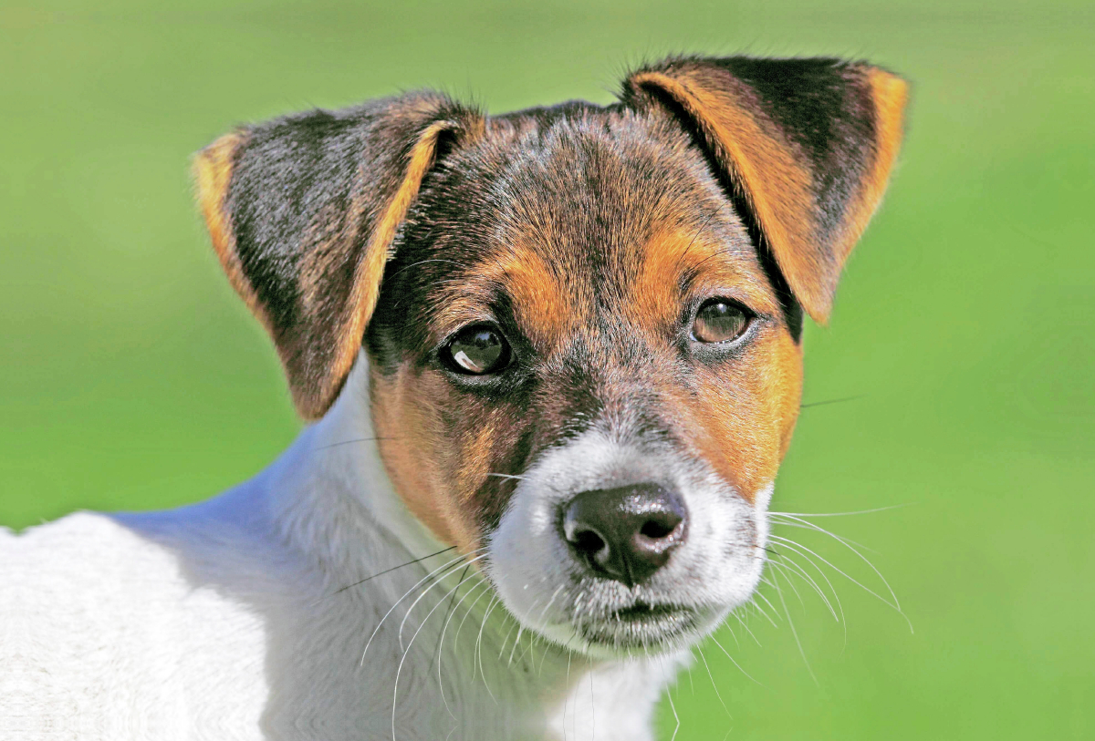 Jack Russell Terrier Welpe schaut aufmerksam.