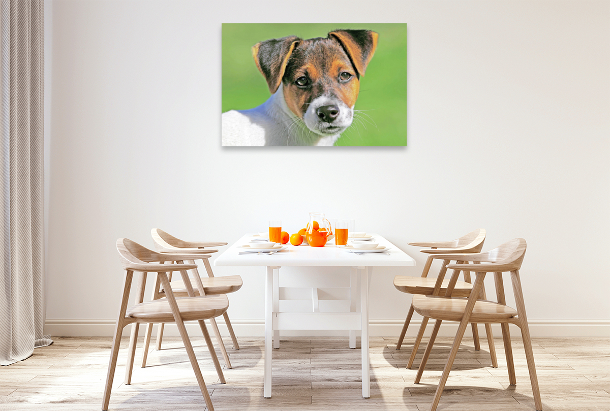 Jack Russell Terrier Welpe schaut aufmerksam.