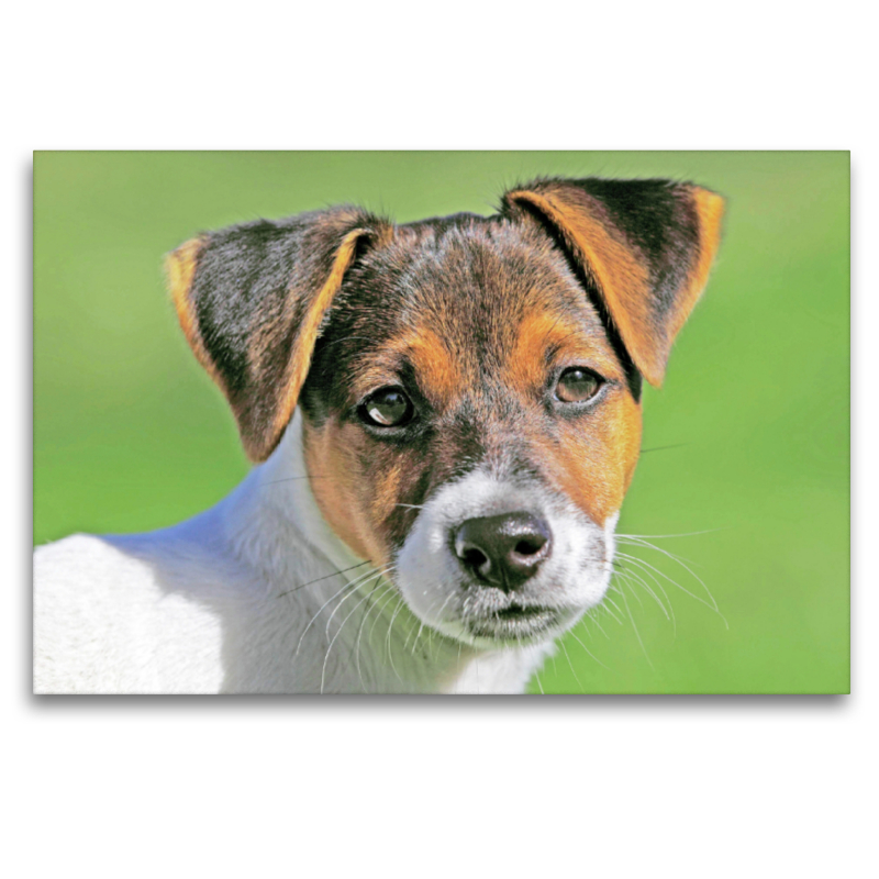 Jack Russell Terrier Welpe schaut aufmerksam.