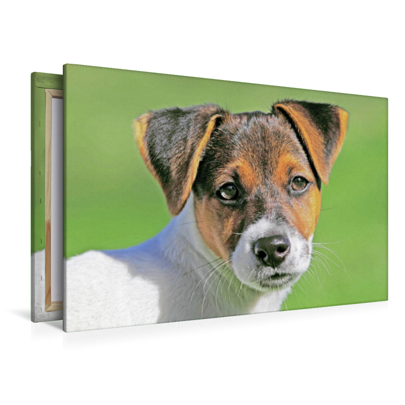 Jack Russell Terrier Welpe schaut aufmerksam.