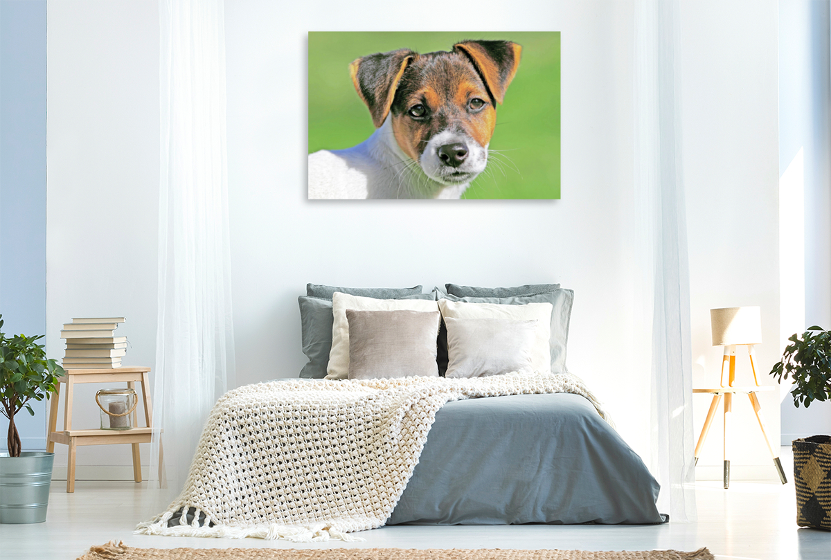 Jack Russell Terrier Welpe schaut aufmerksam.