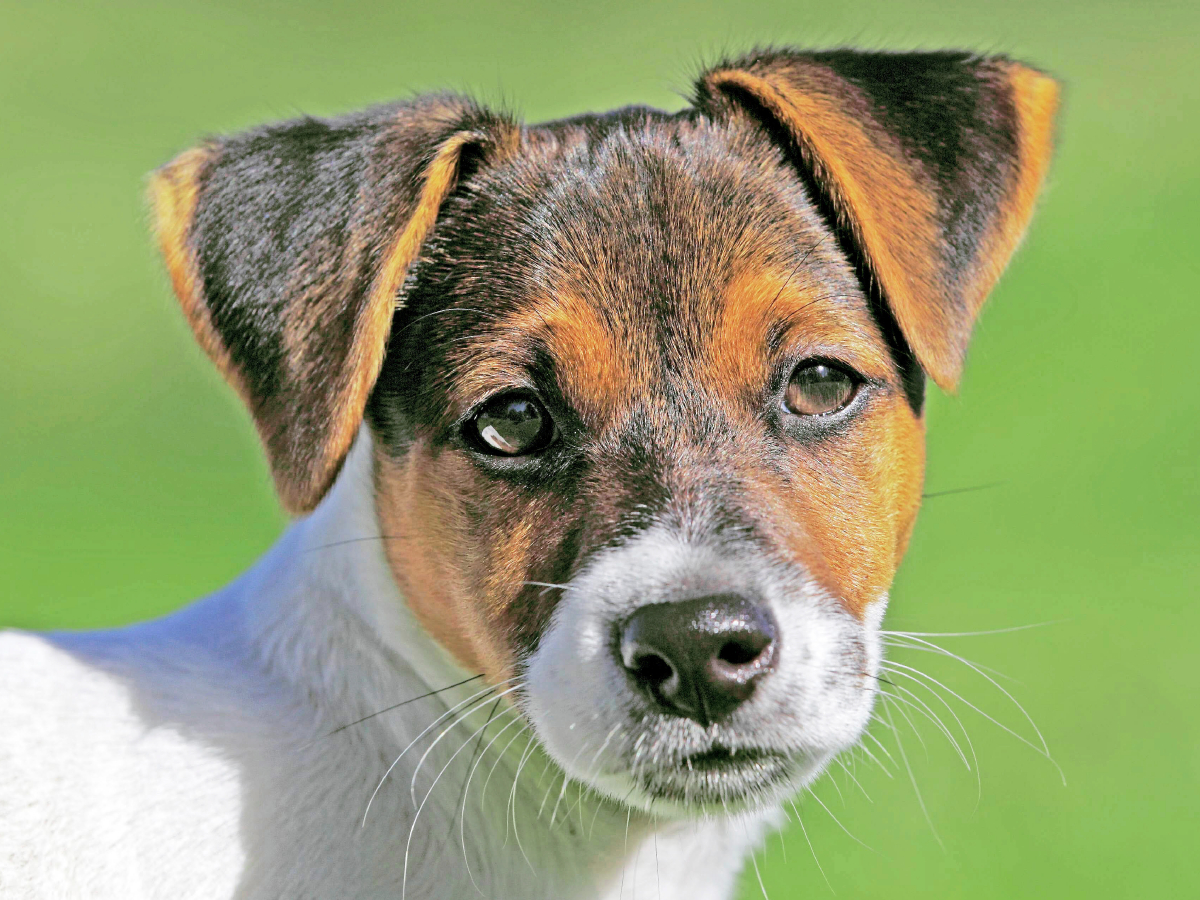 Jack Russell Terrier Welpe schaut aufmerksam.