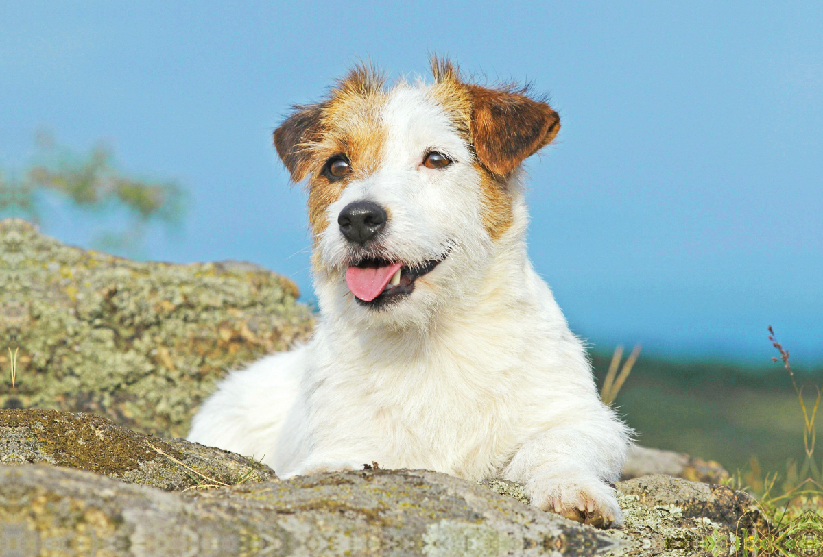 Jack Russell Terrier verschnauft auf einem Felsen.