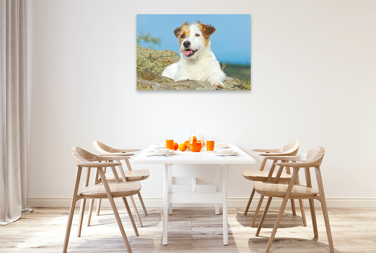 Jack Russell Terrier verschnauft auf einem Felsen.