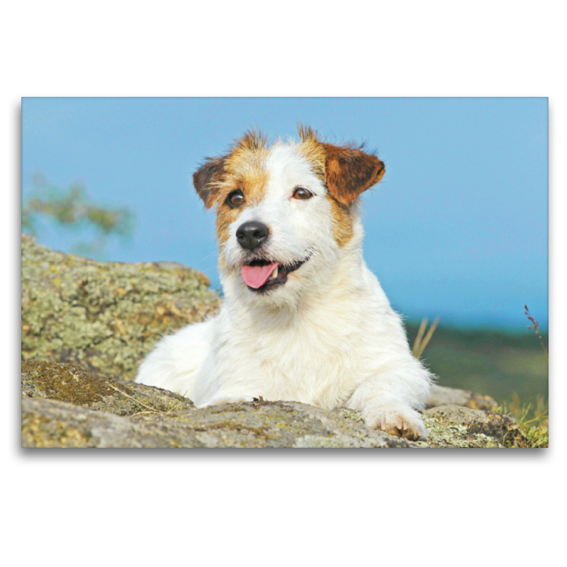 Jack Russell Terrier verschnauft auf einem Felsen.