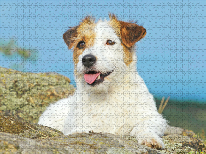 Jack Russell Terrier verschnauft auf einem Felsen.