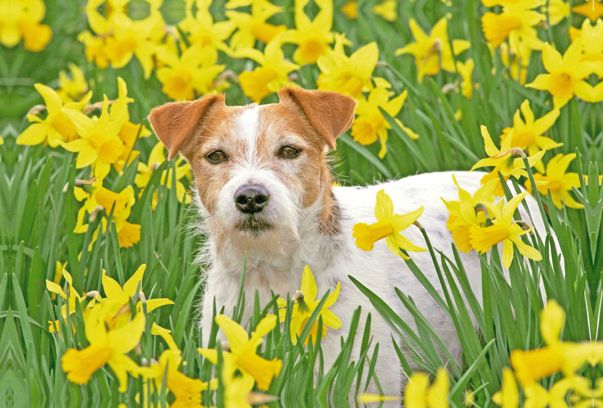 Jack Russell Terrier in einem Feld voll gelber, blühender Narzissen.