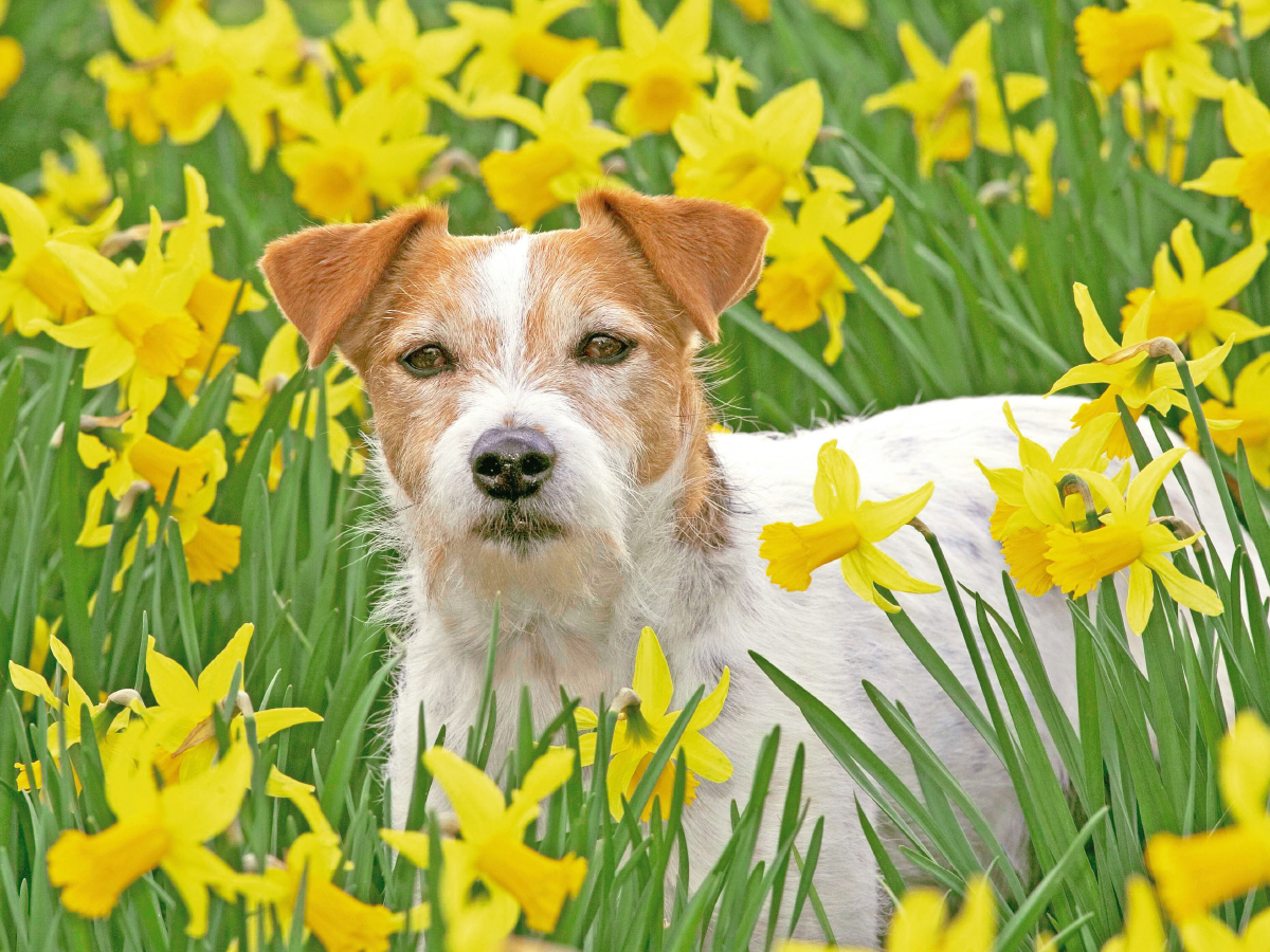 Jack Russell Terrier in einem Feld voll gelber, blühender Narzissen.