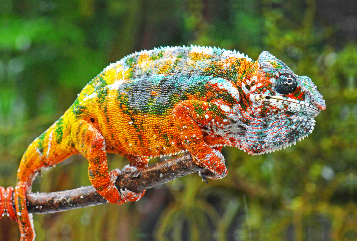 Panther-Chamäleon in allen leuchtenden Farben des Regenbogens.