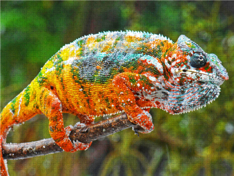 Panther-Chamäleon in allen leuchtenden Farben des Regenbogens.